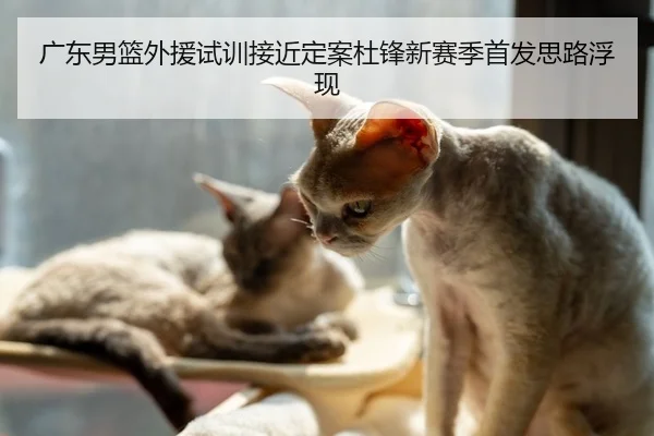 广东男篮外援试训接近定案杜锋新赛季首发思路浮现